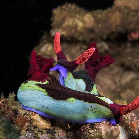 Deluna Diving Resort ปูแอร์โตกาเลรา ภายนอก รูปภาพ
