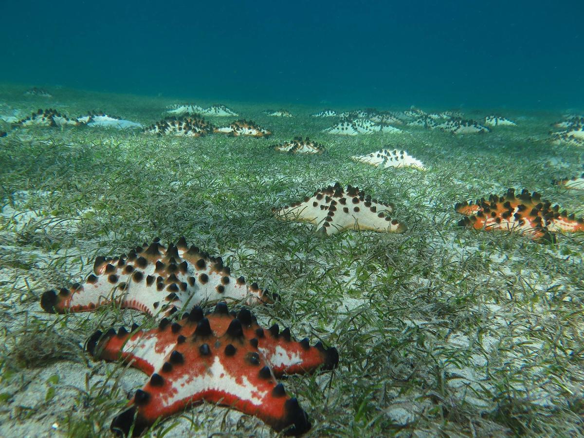 Deluna Diving Resort ปูแอร์โตกาเลรา ภายนอก รูปภาพ