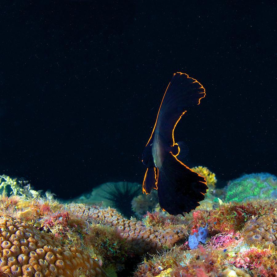 Deluna Diving Resort ปูแอร์โตกาเลรา ภายนอก รูปภาพ