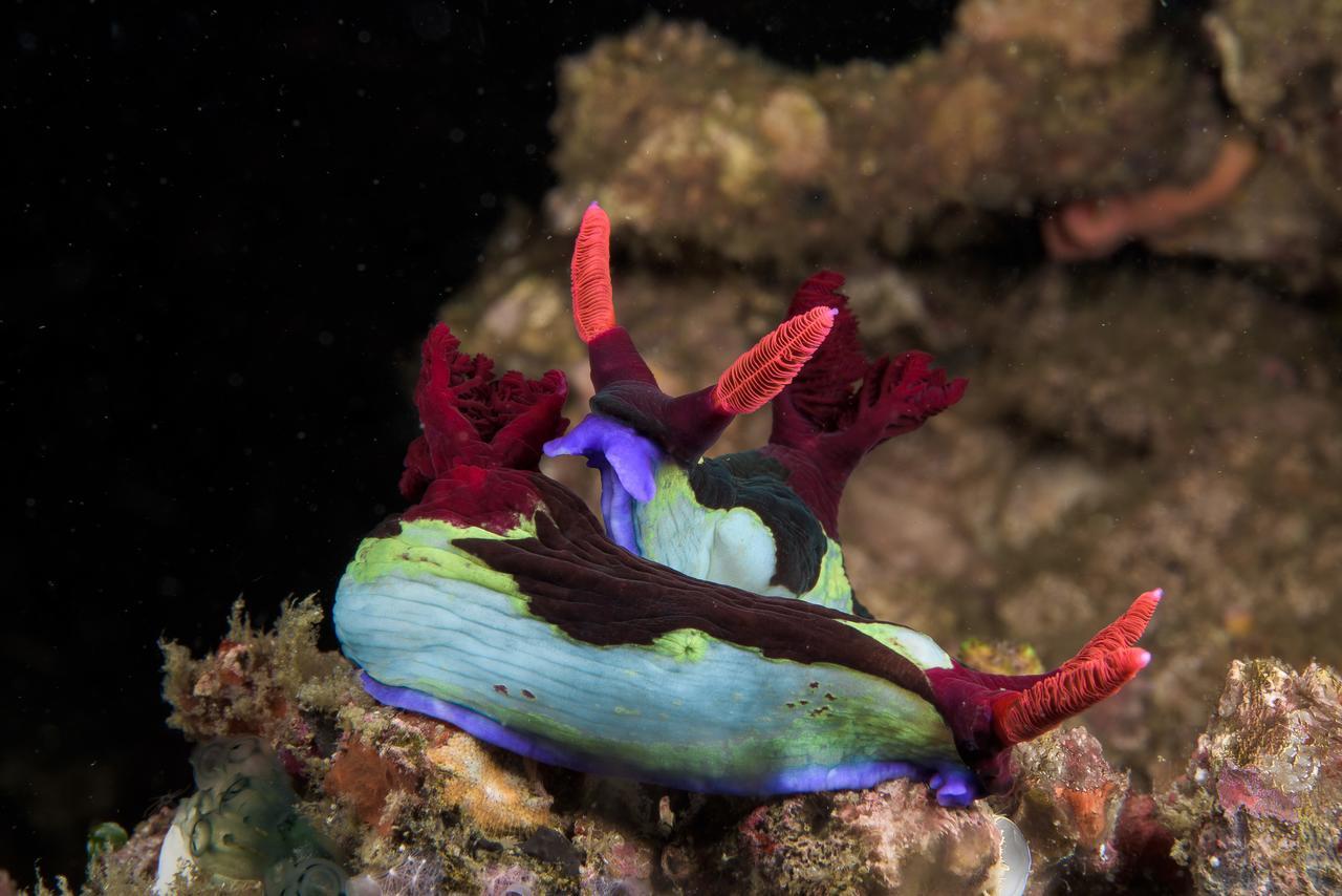 Deluna Diving Resort ปูแอร์โตกาเลรา ภายนอก รูปภาพ